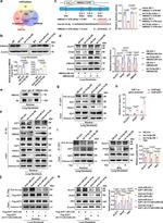 E2F1 Antibody in ChIP Assay (ChIP)