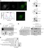 SRSF1 Antibody in Western Blot (WB)