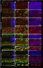 Lamin B2 Antibody in Immunohistochemistry (Frozen) (IHC (F))