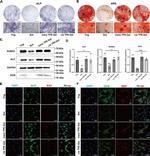Osteocalcin Monoclonal Antibody (OC4-30)