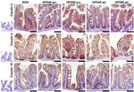 Claudin 2 Antibody in Immunohistochemistry (Paraffin) (IHC (P))