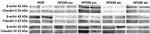 Claudin 2 Antibody in Western Blot (WB)