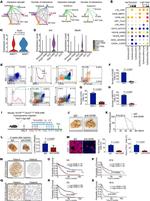 CD4 Antibody in Flow Cytometry (Flow)