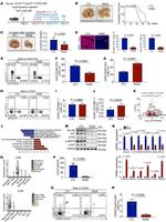 CD4 Antibody in Flow Cytometry (Flow)