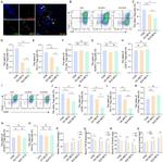 CD4 Antibody in Flow Cytometry (Flow)