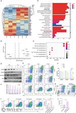 CD4 Antibody in Flow Cytometry (Flow)