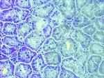 COX2 Antibody in Immunohistochemistry (Paraffin) (IHC (P))