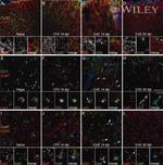 Connexin 47 Antibody in Immunohistochemistry (IHC)