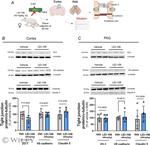 VE-cadherin Antibody in Western Blot (WB)