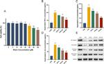 VE-cadherin Antibody in Western Blot (WB)