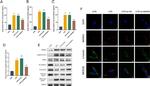 VE-cadherin Antibody in Western Blot (WB)