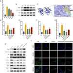 VE-cadherin Antibody in Western Blot (WB)
