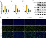 VE-cadherin Antibody in Western Blot (WB)
