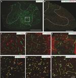 Claudin 11 Antibody in Immunohistochemistry (Frozen) (IHC (F))