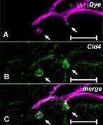 Claudin 4 Antibody in Immunohistochemistry (IHC)