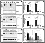 Syndecan 2 Antibody in Western Blot (WB)
