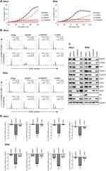 CKS1 Antibody in Western Blot (WB)