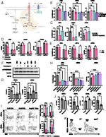 CD11b Antibody in Flow Cytometry (Flow)