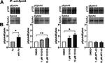 EphA4 Antibody in Western Blot (WB)
