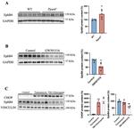 EphB4 Antibody in Western Blot (WB)