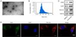 CD63 Antibody in Western Blot (WB)