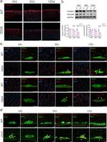 Claudin 1 Antibody in Western Blot (WB)