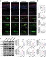 Claudin 1 Antibody in Western Blot (WB)