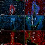 Occludin Antibody in Immunohistochemistry (Frozen) (IHC (F))
