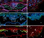 Occludin Antibody in Immunohistochemistry (Frozen) (IHC (F))