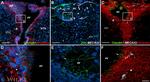 Occludin Antibody in Immunohistochemistry (Frozen) (IHC (F))