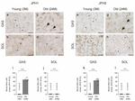 JPH2 Antibody in Immunohistochemistry (Frozen) (IHC (F))