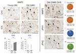 JPH2 Antibody in Immunohistochemistry (Frozen) (IHC (F))