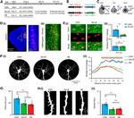 DISC1 Antibody in Immunohistochemistry - Free Floating (IHC (Free))