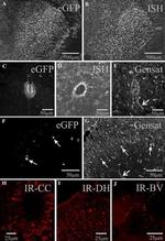 Connexin 45 Antibody in Immunohistochemistry (PFA fixed) (IHC (PFA))