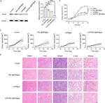 GPX4 Antibody in Western Blot (WB)