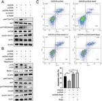 ULK1 Antibody in Western Blot (WB)