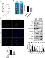 ULK1 Antibody in Western Blot (WB)