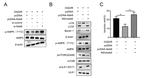 ULK1 Antibody in Western Blot (WB)