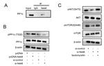 PP1 alpha Antibody in Western Blot (WB)