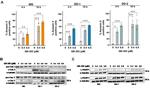 PARP1 (cleaved Asp214, Asp215) Antibody in Western Blot (WB)
