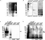 Phospho-Tau (Ser422) Antibody in Western Blot (WB)
