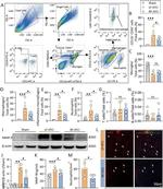 CD11c Antibody in Flow Cytometry (Flow)
