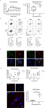 FOXP3 Antibody in Flow Cytometry (Flow)