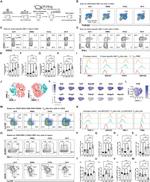 KLRG1 Antibody in Flow Cytometry (Flow)