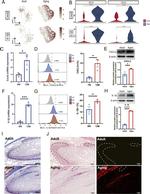 IL-1 beta (Pro-form) Antibody in Flow Cytometry (Flow)
