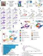 CD31 (PECAM-1) Antibody in Flow Cytometry (Flow)