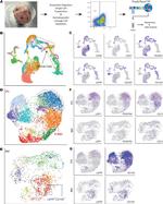 CD31 (PECAM-1) Antibody in Flow Cytometry (Flow)