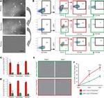 LRP1 Antibody in Flow Cytometry (Flow)