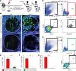 LRP1 Antibody in Flow Cytometry (Flow)