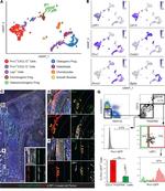 LRP1 Antibody in Flow Cytometry (Flow)